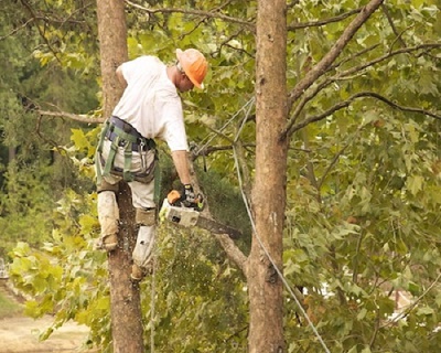 Image for All Pro Tree Services with ID of: 2397746