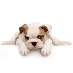 Image for Legacy Grooming with ID of: 2397939