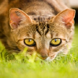 Image for Legacy Grooming with ID of: 2397941