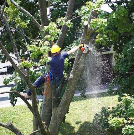 Image for Timberlake’s Tree Service Chesapeake with ID of: 2398209