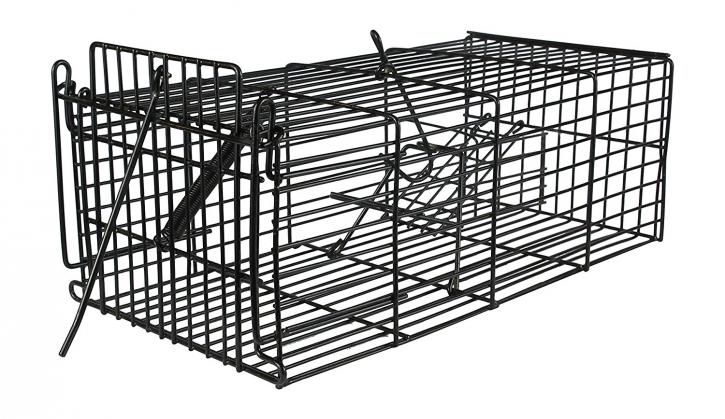 Image for Rat Removal Services Toronto with ID of: 2399452