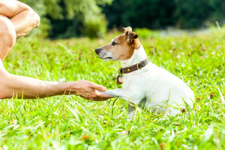 Image for I Speak Dog Training with ID of: 2401017