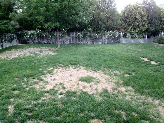 Image for Cleanr Mow with ID of: 2401090