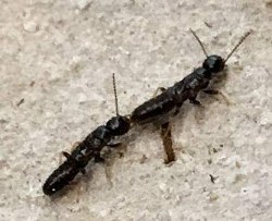 Image for Bug-Man Pest Control Fleming Island with ID of: 2401976