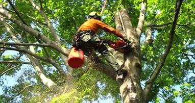 Image for Detroit Tree Service with ID of: 2403907