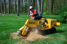 Image for Detroit Tree Service with ID of: 2403908