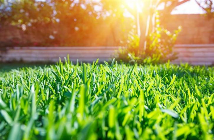Image for Mighty Green Lawn Care with ID of: 2403943
