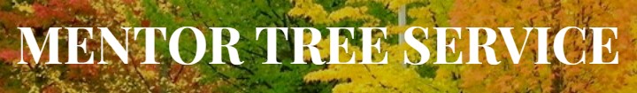 Image for Mentor Tree Service with ID of: 2404235
