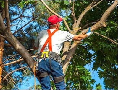 Image for Mentor Tree Service with ID of: 2404240