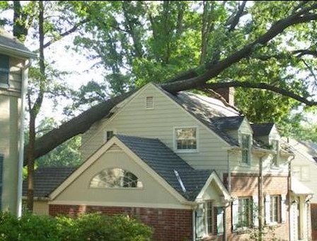 Image for Mentor Tree Service with ID of: 2404241