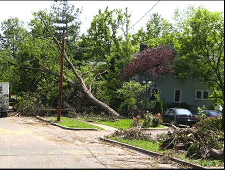 Image for Mentor Tree Service with ID of: 2404243