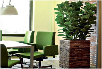 Image for Office Plants with ID of: 2412121