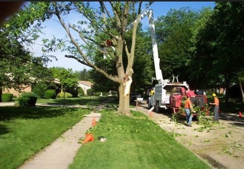 Image for Eugene Tree Service with ID of: 2414087