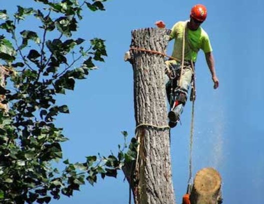 Image for Eugene Tree Service with ID of: 2414123