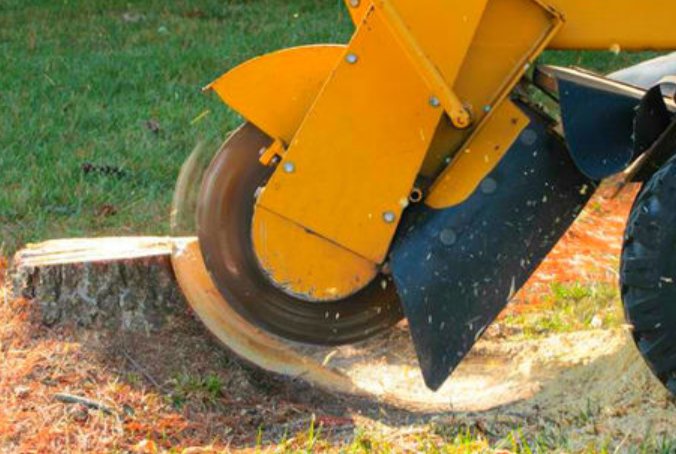 Image for Eugene Tree Service with ID of: 2414147