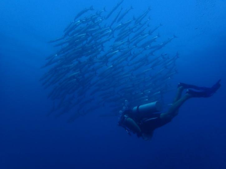Image for Dive Indonesia with ID of: 2416237