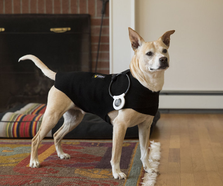 Image for Assisi Animal Health with ID of: 2423949