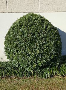Image for Anthony’s Tree Service Wichita with ID of: 2430500