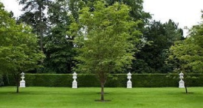 Image for Hamilton Tree Service with ID of: 2431559