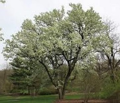 Image for Hamilton Tree Service with ID of: 2431564