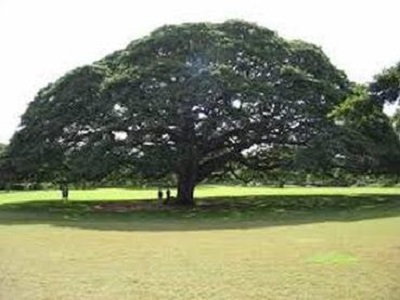 Image for Hamilton Tree Service with ID of: 2431565