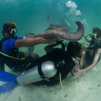 Image for Cayman Turtle Divers with ID of: 2437471