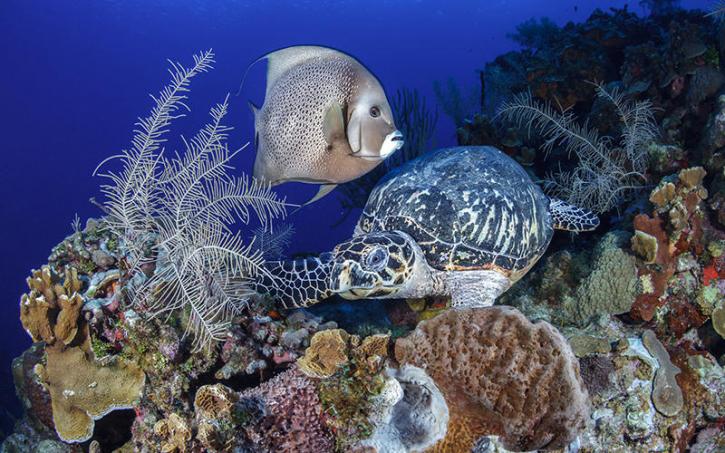 Image for Cayman Turtle Divers with ID of: 2437474