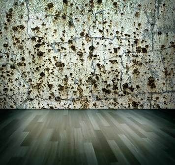 Image for Mold Damage North Canton with ID of: 2439573