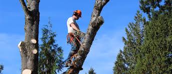 Image for Beaver Stump Grinding And Tree Service with ID of: 2442410