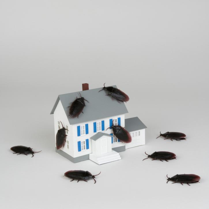 Image for First Choice Pest Control LLC with ID of: 2443622