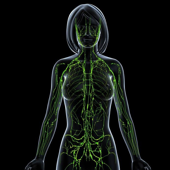Image for How Massage Therapy Helps The Lymphatic System with ID of: 2443682