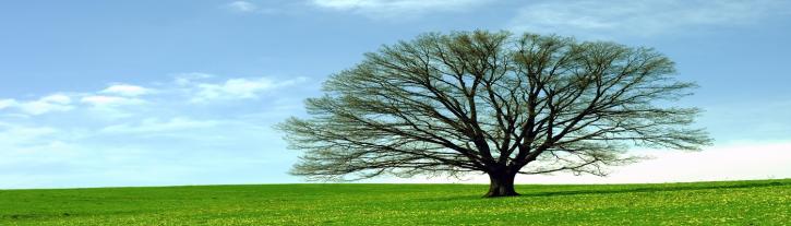 Image for Tree of Life Metaphysical with ID of: 2446495