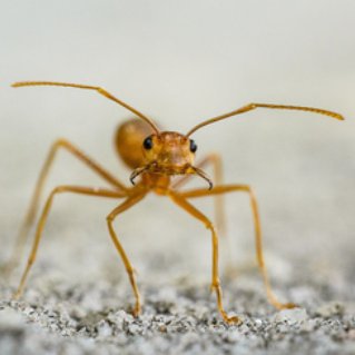 Image for Pest Control of Spring Hill with ID of: 2449361