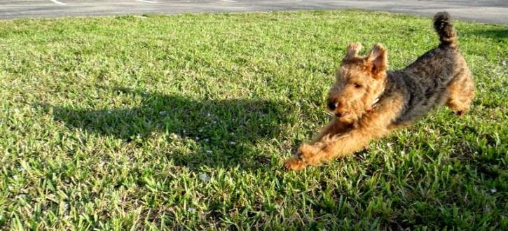 Image for Doggies Gone Wild with ID of: 2450038