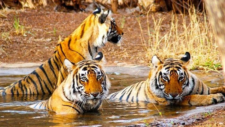 Image for Ranthambore National Park with ID of: 2451067
