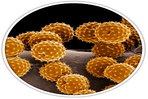 Image for Air Duct & Dryer Vent Cleaning with ID of: 2459504