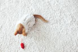 Image for Ipswich Carpet Cleaning with ID of: 2459796