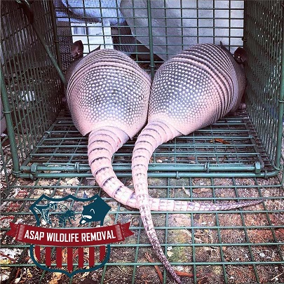 Image for ASAP Wildlife Removal with ID of: 2465684