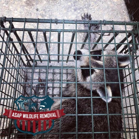 Image for ASAP Wildlife Removal with ID of: 2465685