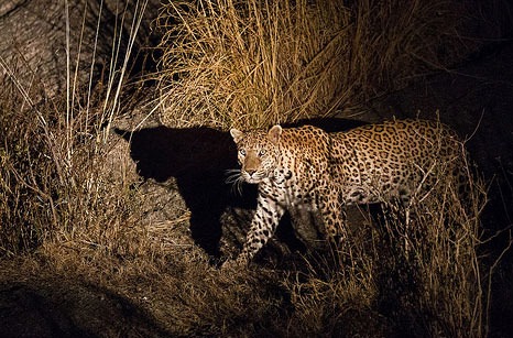 Image for Kumbhalgarh Wildlife Sanctuary with ID of: 2467312