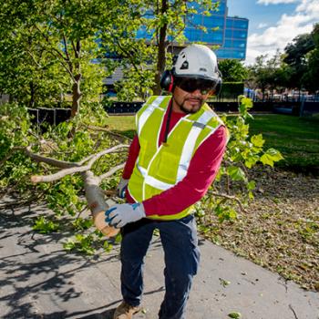 Image for Arborwell Professional Tree Management with ID of: 2470491