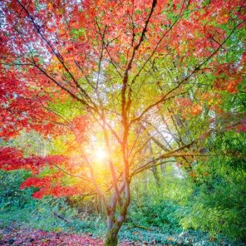 Image for Arborwell Professional Tree Management with ID of: 2470492