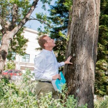Image for Arborwell Professional Tree Management with ID of: 2470493
