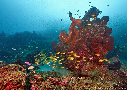 Image for Togean Island with ID of: 2473128