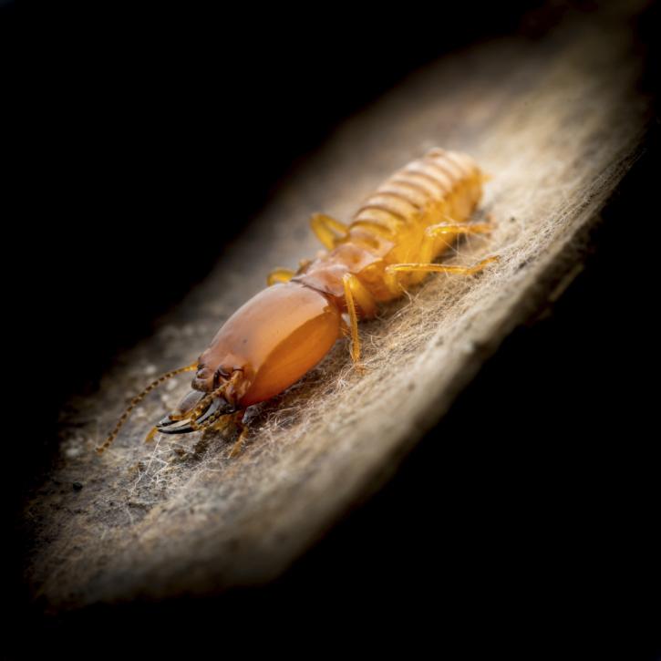Image for Garmon Exterminators LLC with ID of: 2474353