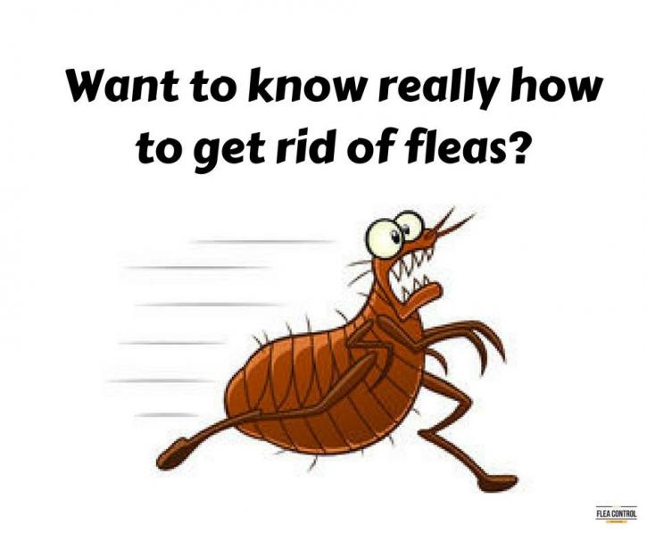 Image for A Good Flea Control Company with ID of: 2474623