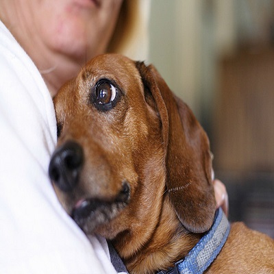 Image for Love Dog with ID of: 2475425