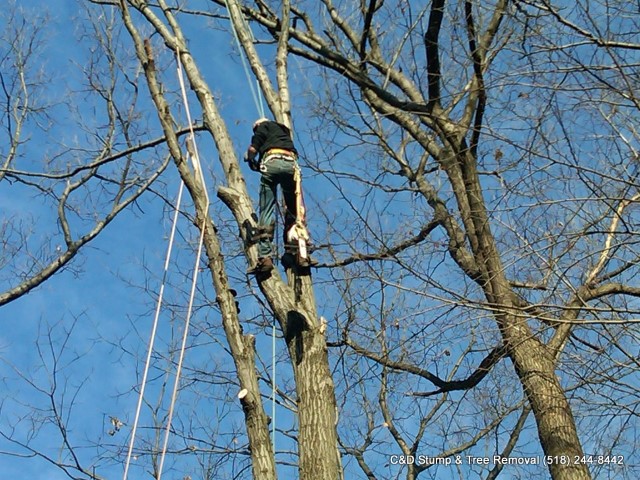 Image for C&D STUMP & TREE REMOVAL with ID of: 2480068