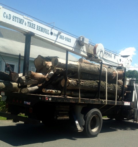 Image for C&D STUMP & TREE REMOVAL with ID of: 2480069
