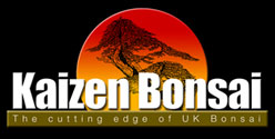 Image for Kaizen Bonsai with ID of: 2484826